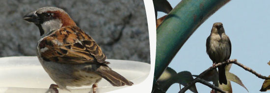 El corazón de los equilibristas