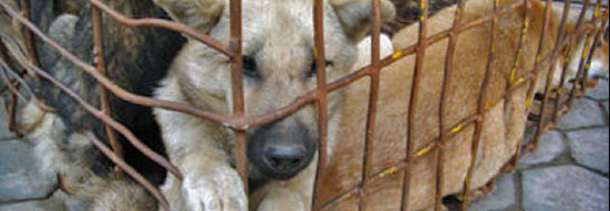 ¡Perra suerte! – La grandeza de una nación se juzga por la manera en que son tratados sus animales.